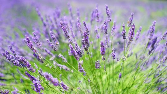 TOP 4 BENEFITS OF LAVENDER ESSENTIAL OIL FOR YOUR SKIN