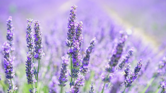 LAVENDER - WHERE DOES IT COME FROM?