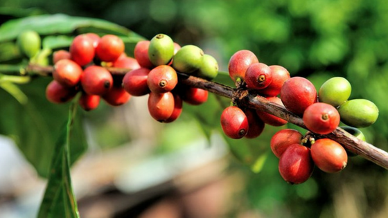 WHAT IS COFFEE?
