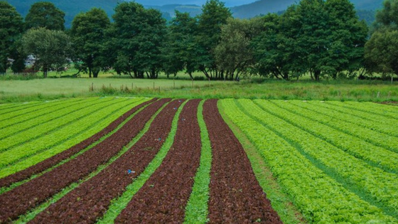 WHAT IS GMO?