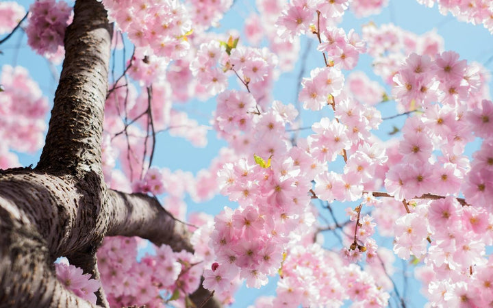 Spring Renewal: A Time for Fresh Starts (and Fresh Skin)